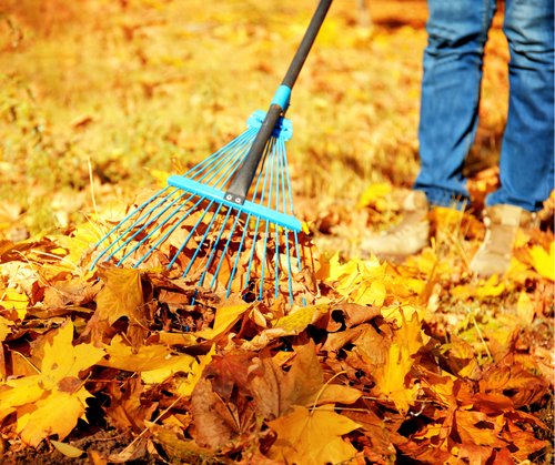 A person standing on a bed of fallen autumn leaves, using a metal leaf rake with blue handle to gather and pull leaves together.